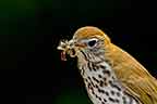 woodthrush with a mouthful